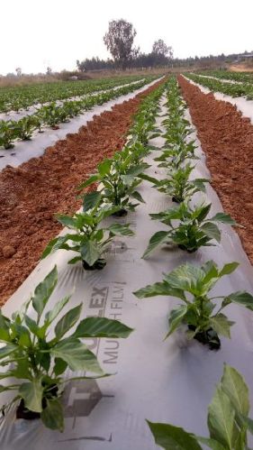 Mulching Sheet Film For Farming, Feature : Durable, Five Layer, High Strength, UV Stabilised