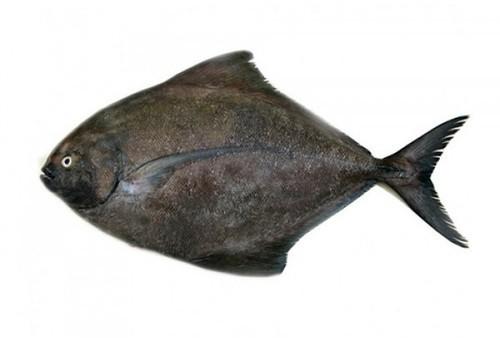 Black Pomfret Fish, For Cooking, Human Consumption, Style : Fresh