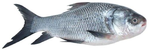 Catla Fish, For Food, Human Consumption, Style : Fresh