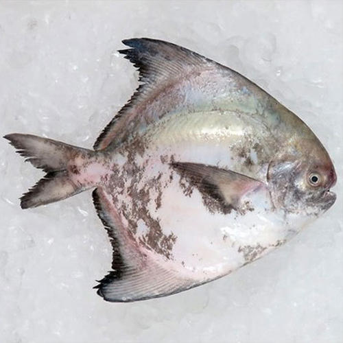 Kapri Pomfret Fish, For Food, Human Consumption, Style : Fresh