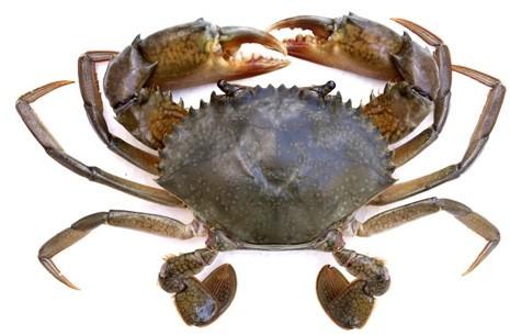 Medium Mud Crab, For Cooking, Human Consumption, Style : Live