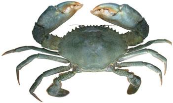 Regular Mud Crab, For Food, Human Consumption, Style : Live