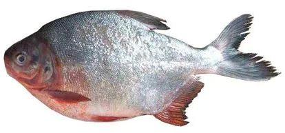 Rupchand Fish, For Food, Human Consumption, Style : Fresh