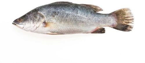 Sea Bass Fish