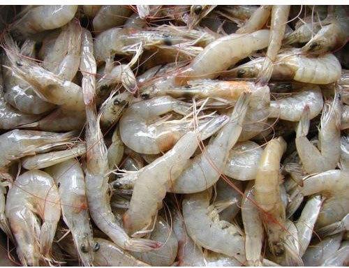 Small Prawns, For Food, Human Consumption, Style : Fresh