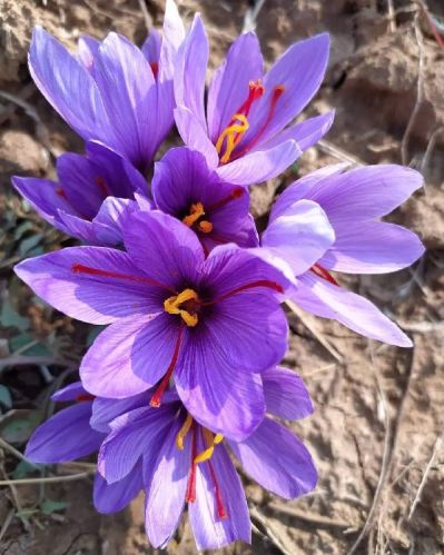 Natural Kashmiri Pure Saffron, Style : Dried, Fresh