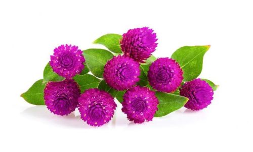 PVC Artificial Amaranth Flowers, Feature : Dust Resistance