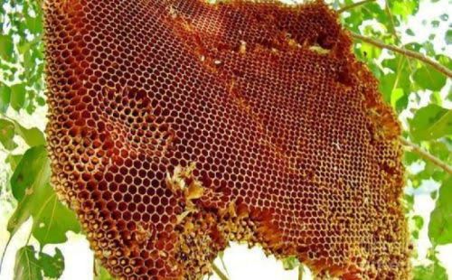 Pure Forest Honey, For Foods, Medicines, Certification : FSSAI Certified