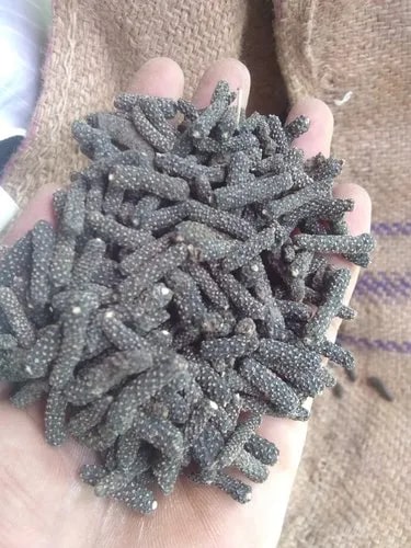 Organic Long Pepper, For Medicinal, Packaging Size : 10kg, 25kg