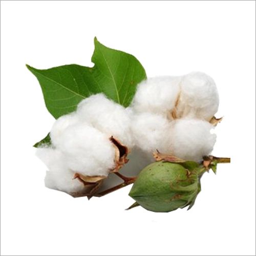 Plain Pure Raw Cotton, Color : White