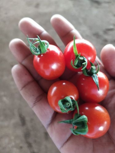 Round Natural Cherry Tomato, For Human Consumption, Cooking, Home, Hotels, Packaging Size : 15kg