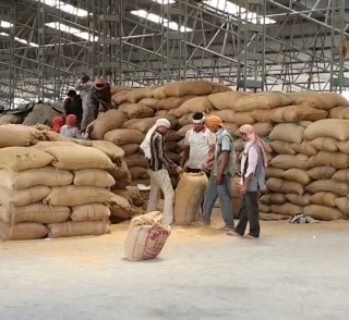 Wheat, Packaging Size : 50Kg, Packaging Type : PP Bag, Jute Bags
