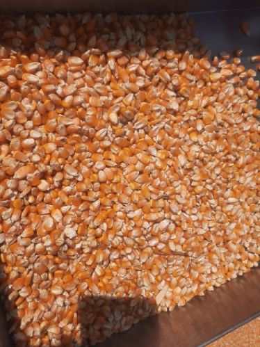 Sweet Corn, Certification : FSSAI Certified