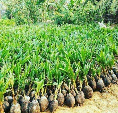 Coconut Plants, Color : Green