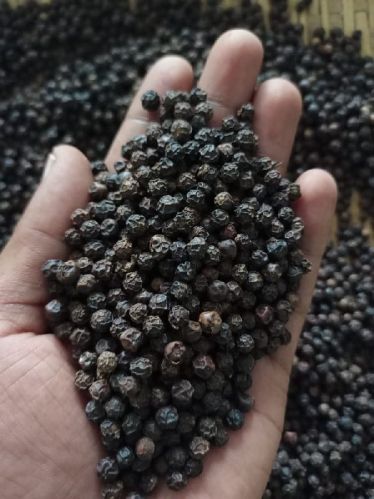 Bold Organic Black Pepper, For Spices, Cooking, Pepper Grade Available : 550 G/l