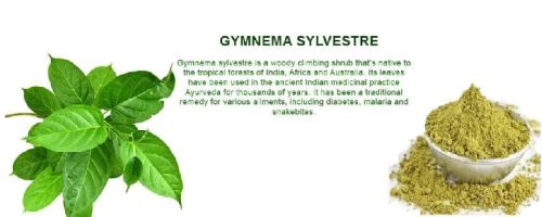 GMO Gymnema Sylvestre Extract Powder, Packaging Type : LDPE Cover