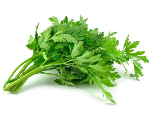 Fresh Celery Leaves, Color : Green