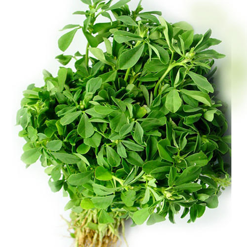 Organic Fresh Fenugreek Leaves, For Good Nutritions, Good Health, Color : Green