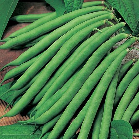 Organic Fresh French Beans, Shelf Life : 3-7Days