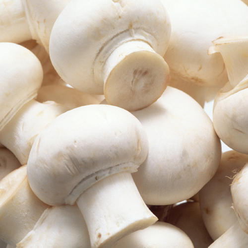 Organic Fresh Mushroom, Color : Creamy