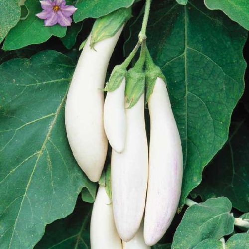 Organic Fresh White Brinjal, For Good Nutritions, Good Health