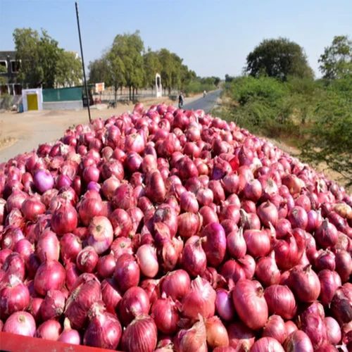 A Grade Fresh Onion, Packaging Type : Loose