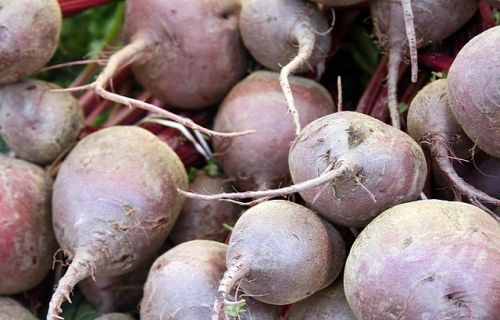 Organic Fresh Beetroot, Packaging Type : Jute Bag