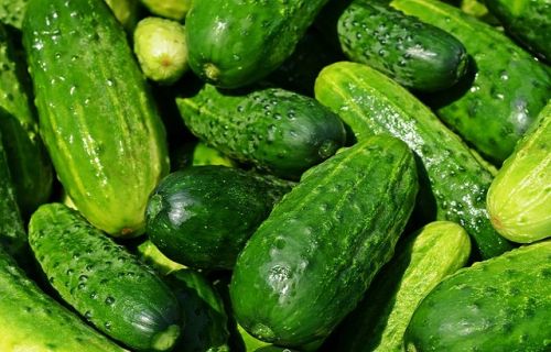 Organic Fresh Cucumber,fresh Cucumber, For Human Consumption, Packaging Size : 25kg