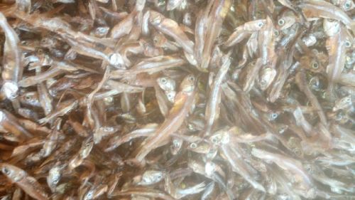 Dried Anchovies, For Food, Taste : Sour