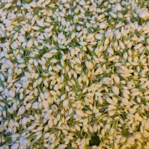 Natural Jasmine Flowers, For Decorative, Garlands, Vase Displays, Wreaths, Size : 1 Muzham (1.53 Feet)