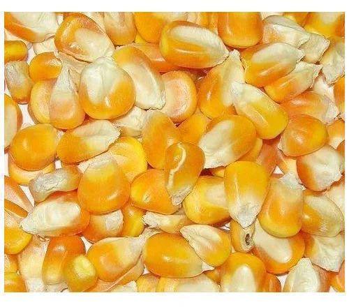 Natural Yellow Maize, For Human Food, Animal Food, Animal Feed, Cattle Feed, Food Grade Powder, Style : Dried