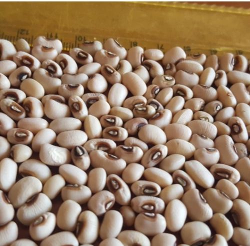 Natural Black Eyed Beans, Grade Standard : Food Grade