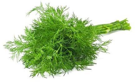 Fresh Dill Leaves, Color : Green