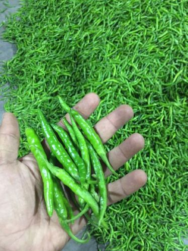 Organic Fresh G4 Green Chilli, For Human Consumption, Packaging Size : 25kg