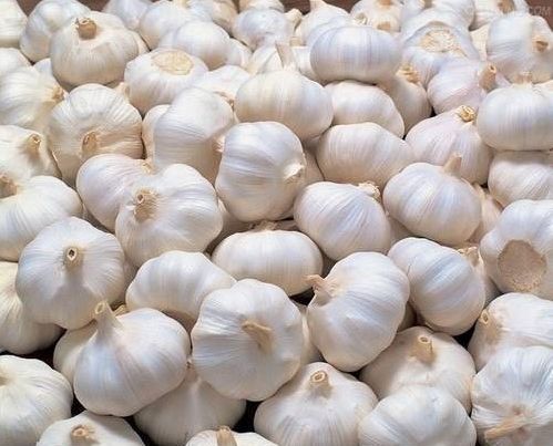 Organic Fresh Garlic, For Human Consumption, Packaging Type : Jute Bags