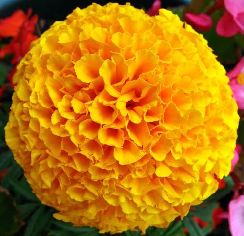 Natural Fresh Marigold Flowers, Shelf Life : 7 Days