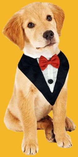 BFF Tuxedo Bandana With Bow, Style : Fashionable