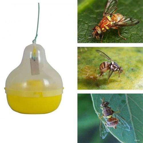 Coated Insect Traps