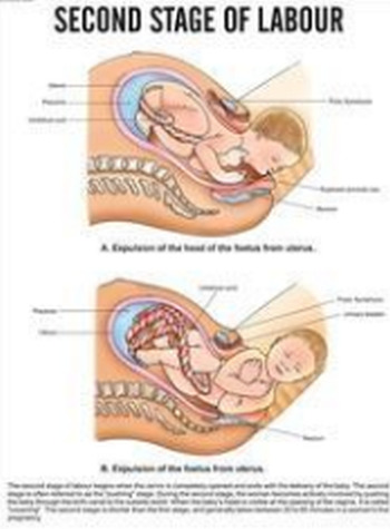 Paper Nursing Charts, Feature : Fine Finish, Premium Quality