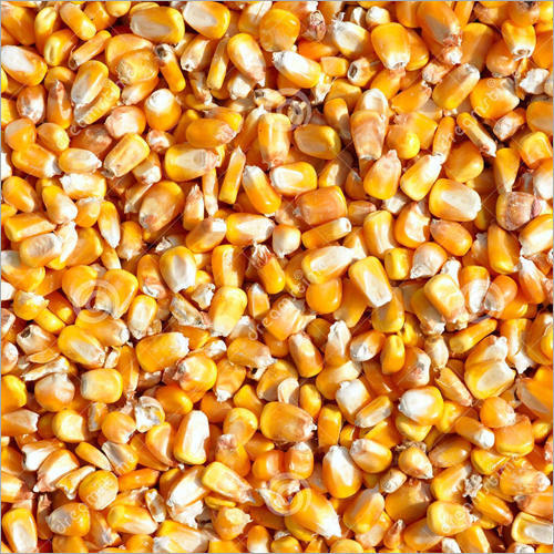 Natural Maize Seeds, For Human Consumption, Packaging Type : PP Bag