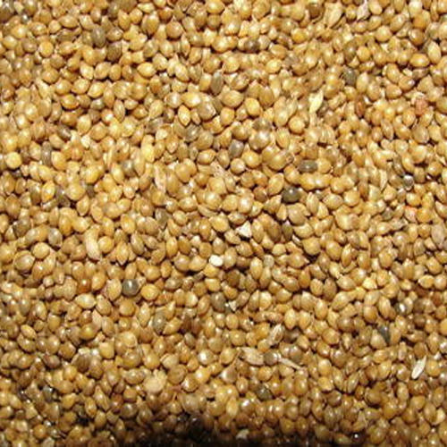 Natural Millet Seeds, For Cattle Feed, Packaging Type : Gunny Bag