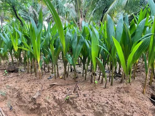 Outdoor Coconut Plant, Length : 10-20ft