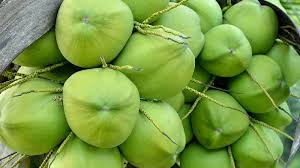 Natural Green Coconut, For Free From Impurities, Freshness, Good Taste, Healthy, Easily Affordable