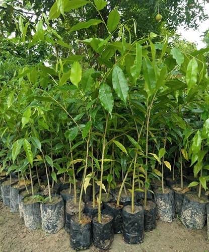 Organic Agarwood Plant, Feature : Excellent Quality, Natural