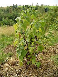 Organic Black Currant Plant, Packaging Type : Plastic Pouch.