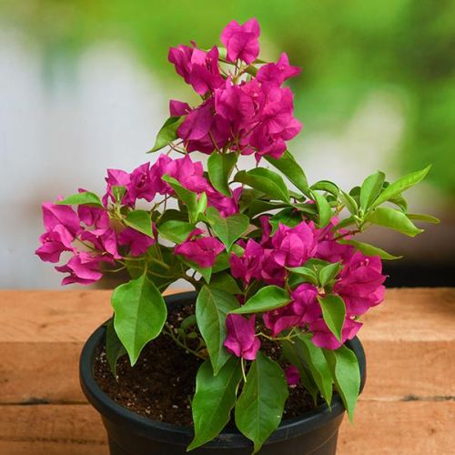 Bougainvillea plant for Garden