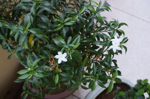 Organic Crape Jasmine Plant, Color : Green