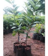 Custard Apple Plant, Color : Green