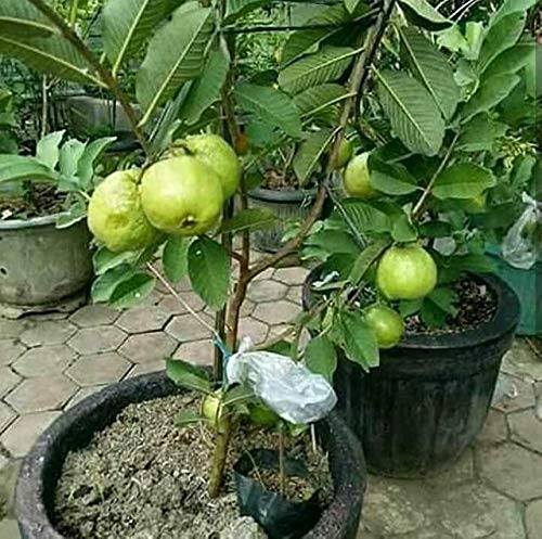 Organic Guava Plant, Variety : L49, TAIVANPINK, VNR.1KG, LALIT, HISAR SAFEDA