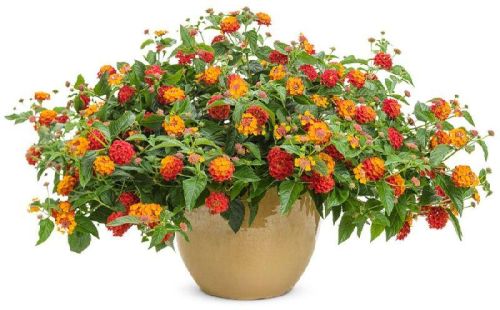 Lantana Plant, For Decoration, Gardening, Packaging Type : Plastic Bag